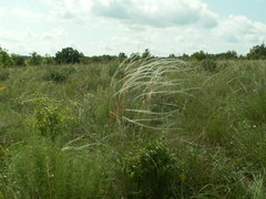 Stipa dasyphylla