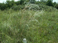 Stipa dasyphylla