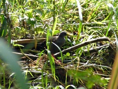 Pardirallus nigricans