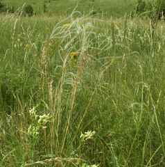 Stipa dasyphylla