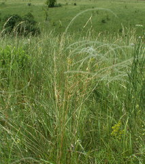 Stipa dasyphylla