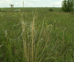 Stipa dasyphylla