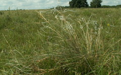 Stipa dasyphylla