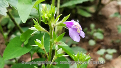 Mazus stachydifolius