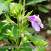 Mazus stachydifolius - Photo (c) Nan Yang, some rights reserved (CC BY-NC), uploaded by Nan Yang