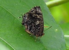 Arhopala abseus