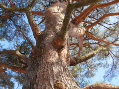 Pinus densiflora