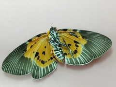 Peridrome orbicularis