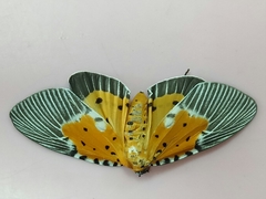 Peridrome orbicularis