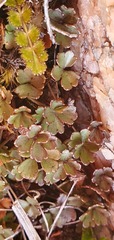 Azorella roughii