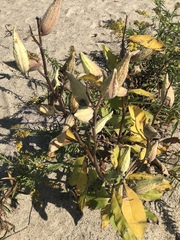 Asclepias syriaca