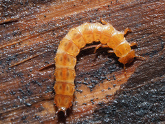 Cucujus cinnaberinus