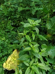 Epilobium roseum