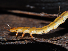 Cucujus cinnaberinus