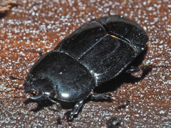 Hololepta plana