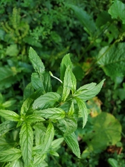 Epilobium roseum