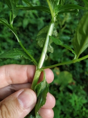 Epilobium roseum