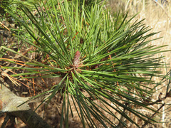 Pinus densiflora