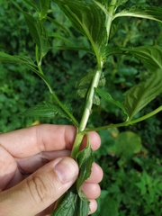 Epilobium roseum