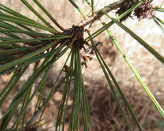 Pinus densiflora