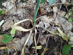 Allium decipiens quercetorum