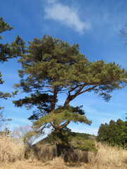 Pinus densiflora