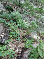 Allium decipiens quercetorum