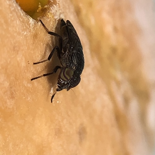 Notogramma cimiciforme observed 2021-01-27