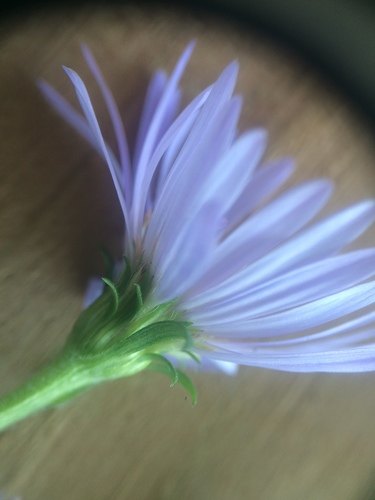 Symphyotrichum anticostense, photograph 2