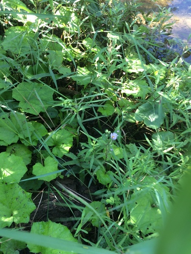 Symphyotrichum anticostense, photograph 3