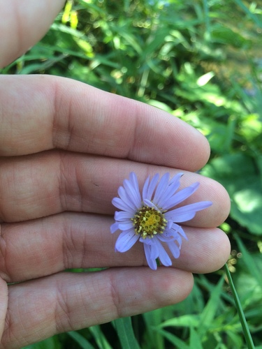 Symphyotrichum anticostense, photograph 4