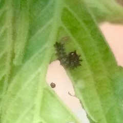 Polygonia interrogationis