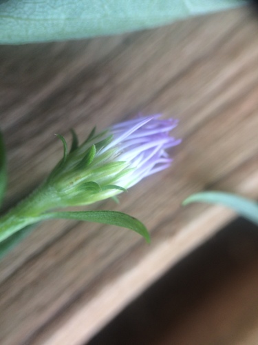 Symphyotrichum anticostense, photograph 5
