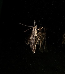 Proternia philocapna