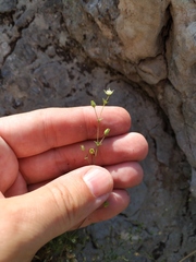 Arenaria leptoclados