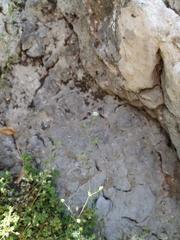 Arenaria leptoclados