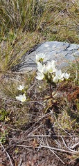 Gentianella montana
