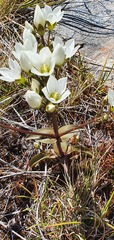 Gentianella montana