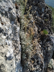 Cerastium biebersteinii
