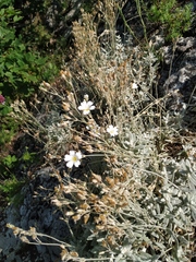 Cerastium biebersteinii