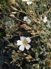 Cerastium biebersteinii