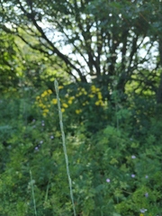 Thinopyrum intermedium barbulatum