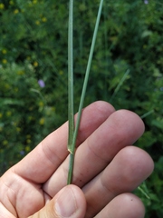 Thinopyrum intermedium barbulatum