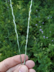 Thinopyrum intermedium barbulatum