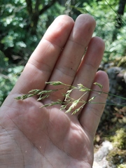 Poa sterilis