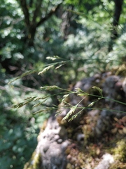Poa sterilis