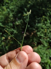 Poa sterilis