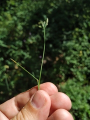 Poa sterilis