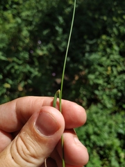 Poa sterilis