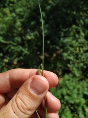 Poa sterilis